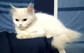 Persian Triple Cote Kitten her age 90 days Friendly Cute. 0