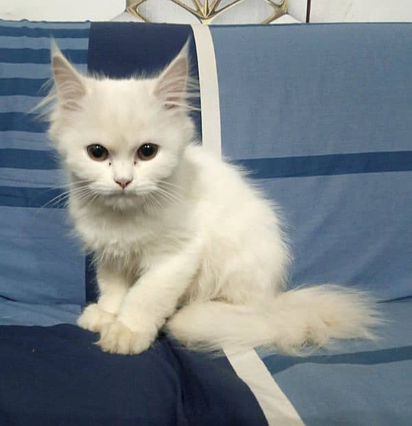 Persian Triple Cote Kitten her age 90 days Friendly Cute. 1