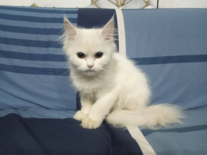 Persian Triple Cote Kitten her age 90 days Friendly Cute. 3