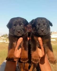 Garman shepherd puppies for sale 03287576736 call wahtasp