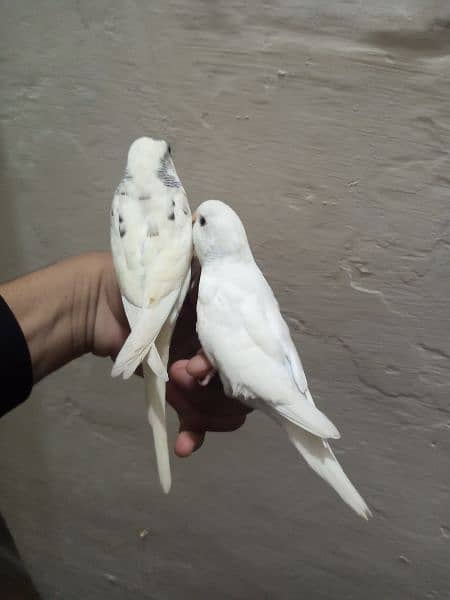 Fully hand tamed best quality Australian parrots 3