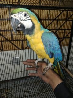 Blue and gold macaw