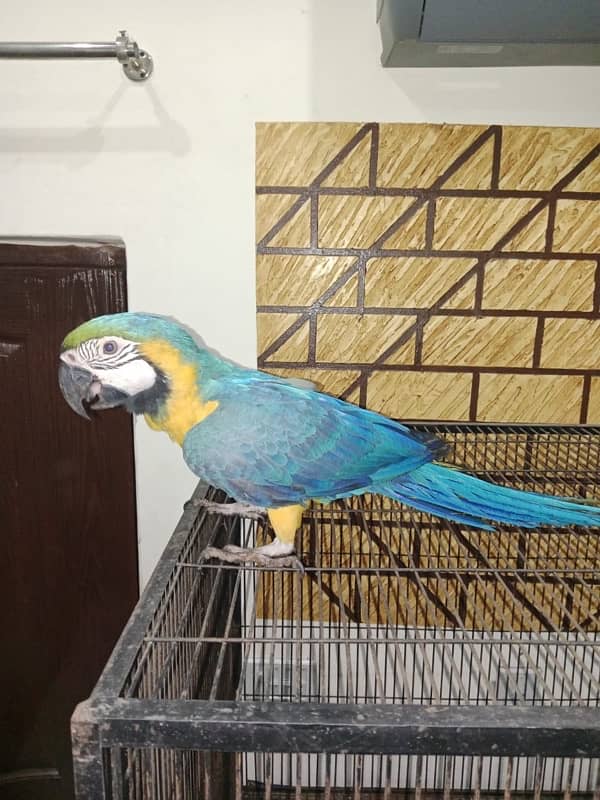 Blue and gold macaw 1