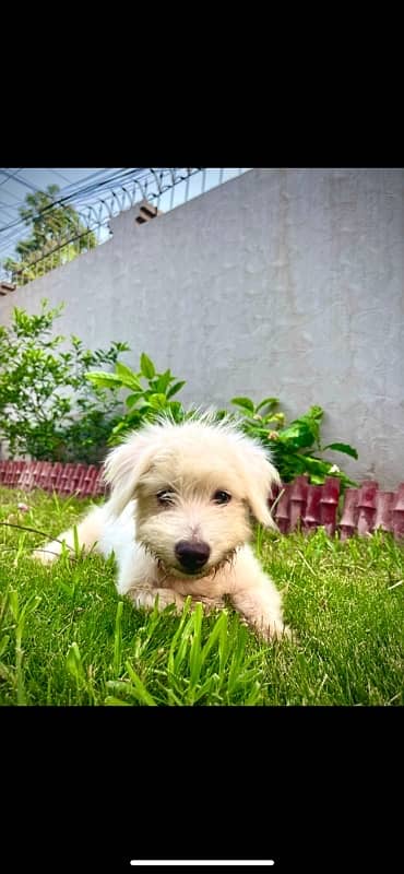 Maltese puppy for sale | Poddle | Puppy | Dog | cute puppy 5