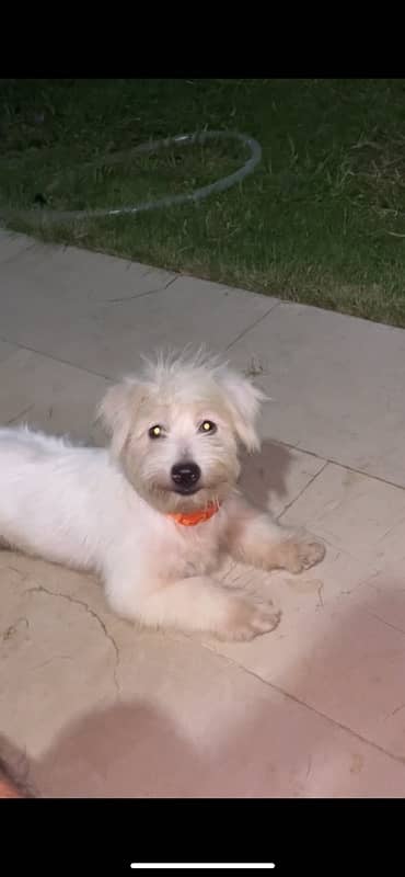 Maltese puppy for sale | Poddle | Puppy | Dog | cute puppy 4