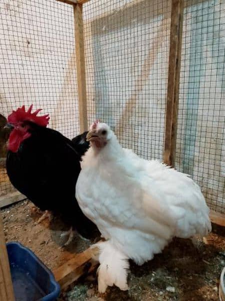 Bantam Breeder Pair 0