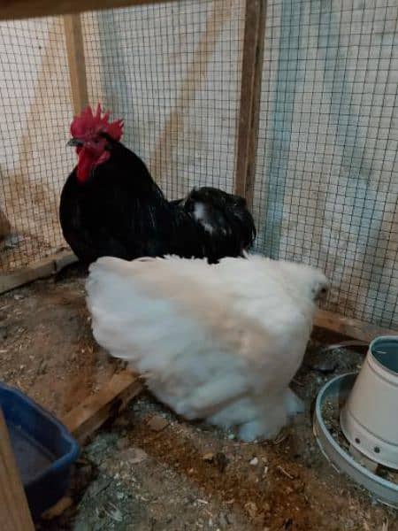 Bantam Breeder Pair 1