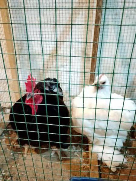 Bantam Breeder Pair 2