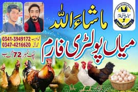 Golden Misri hen || Egg laying Hen || Full Production Hen 0