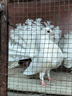 white English chicks pair