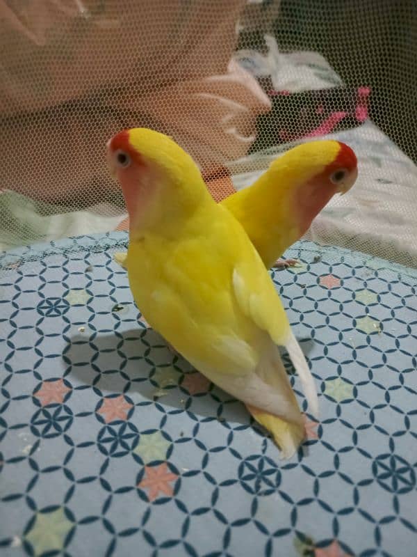 love birds 1