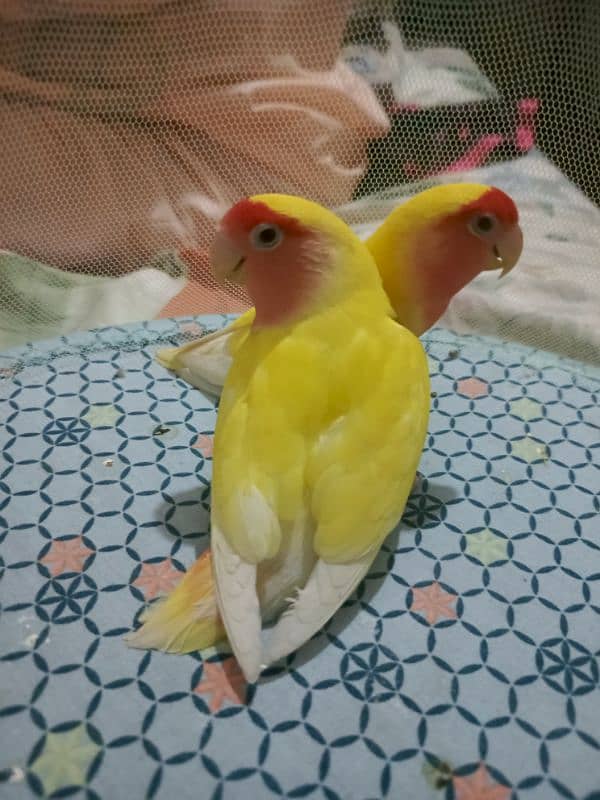 love birds 2