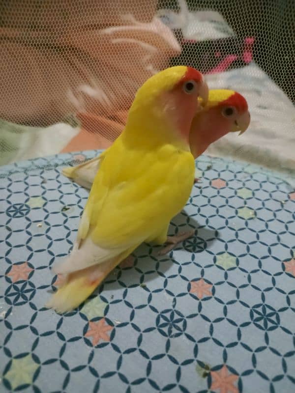 love birds 3