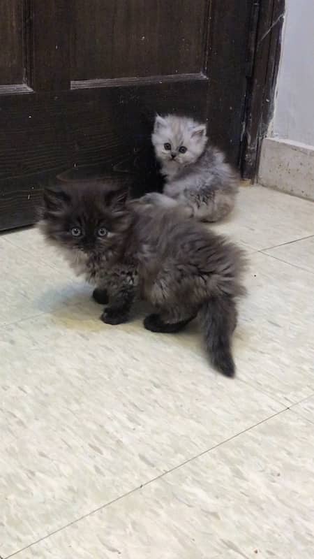 persian kittens tripple coated 1