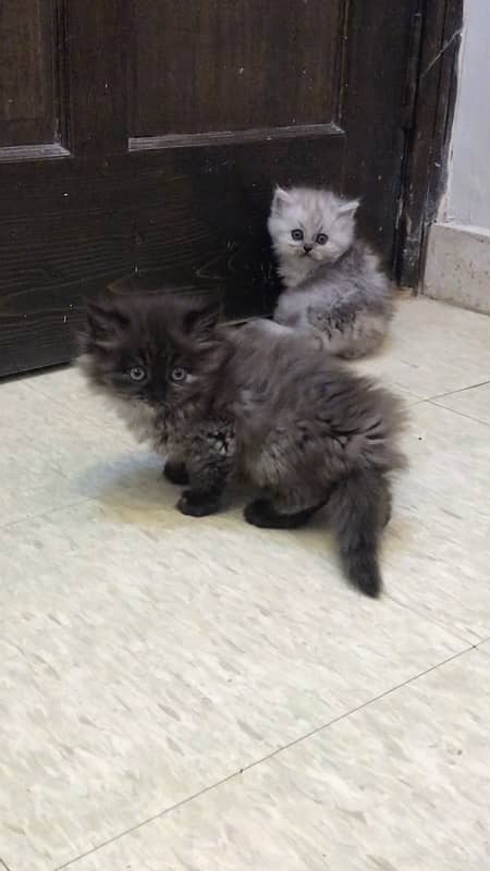 persian kittens tripple coated 4