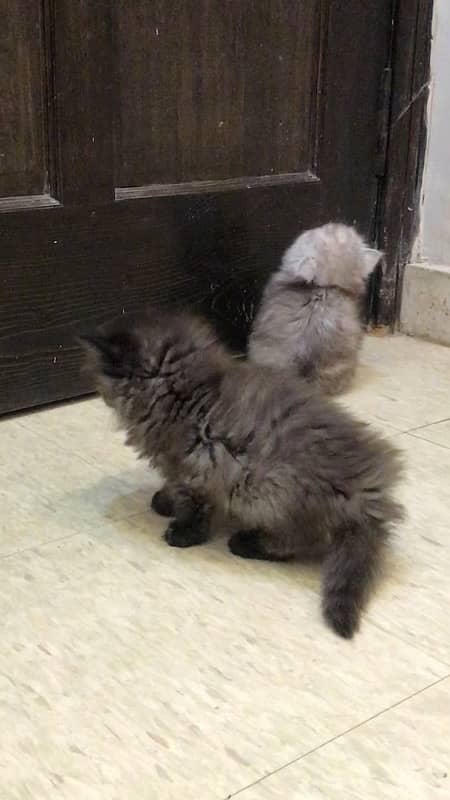 persian kittens tripple coated 5