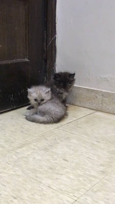 persian kittens tripple coated 6