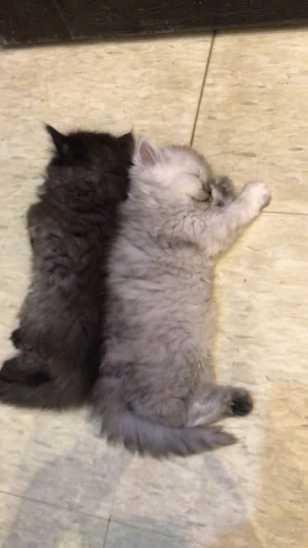 persian kittens tripple coated 7