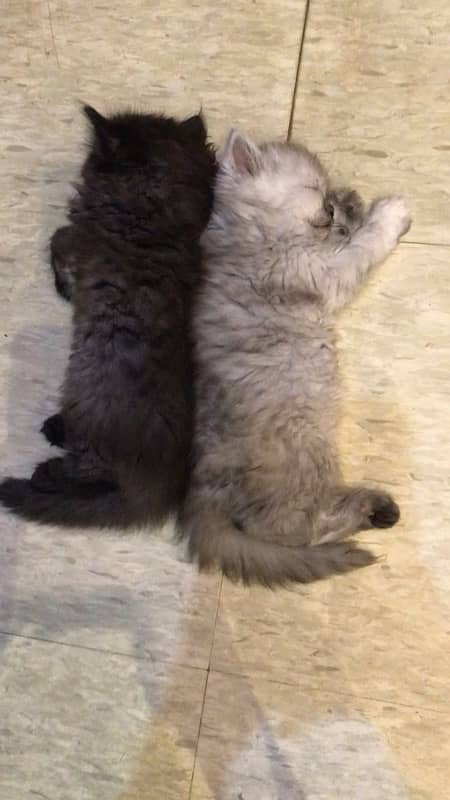 persian kittens tripple coated 8