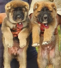 king kurdish kangal dog |  security dog for sale