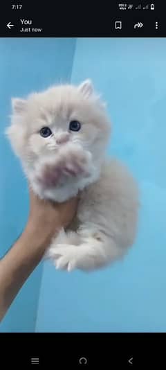 Persian male kitten