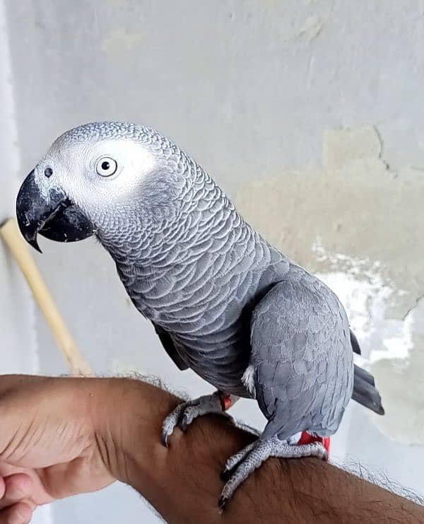 Fully hand tamed nd talking African grey 0