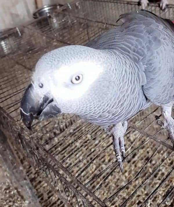 Fully hand tamed nd talking African grey 1