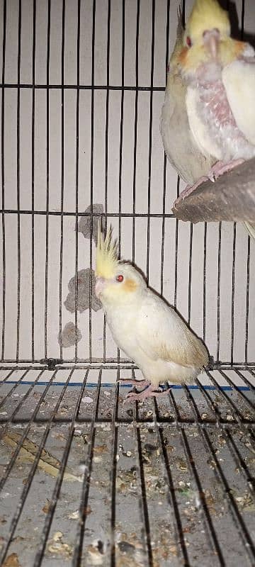 cocktails and budgies parrot for sale 6