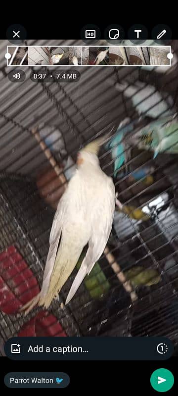 cocktails and budgies parrot for sale 7