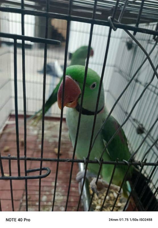 parrots 1