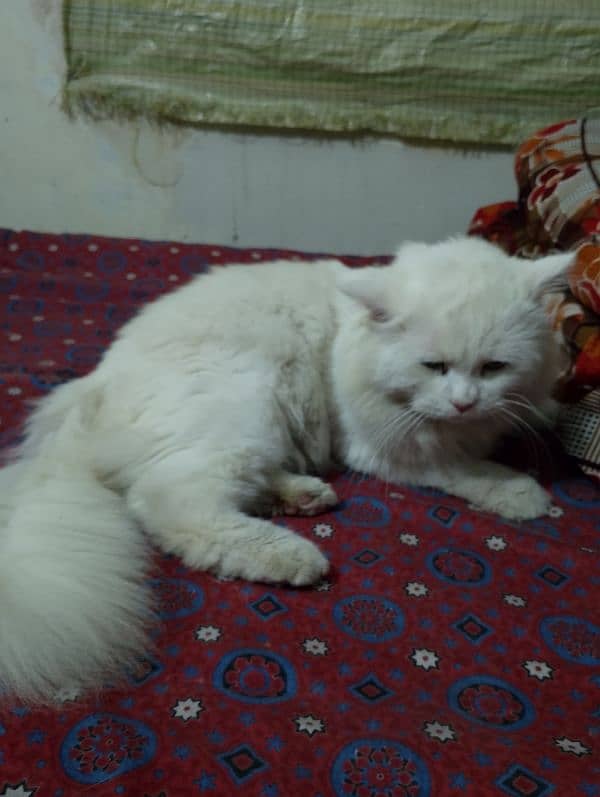 Persion cat for sale 2