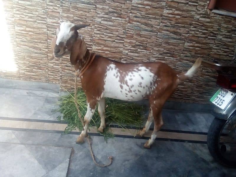 Tady Bakra pure daisi 0