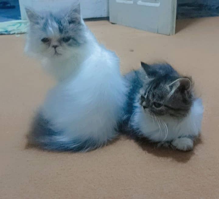 peki/ piki / peke bloodline extreme punch cat 3