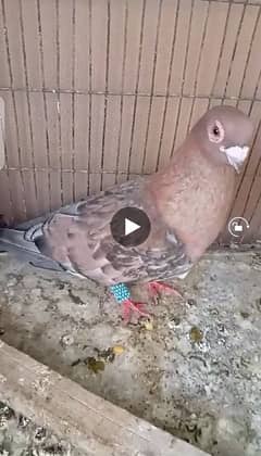 Pigeon