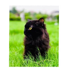 perchian cat available 0