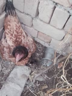 aseel hen with 3 chicks black color 25 Oct birthdate