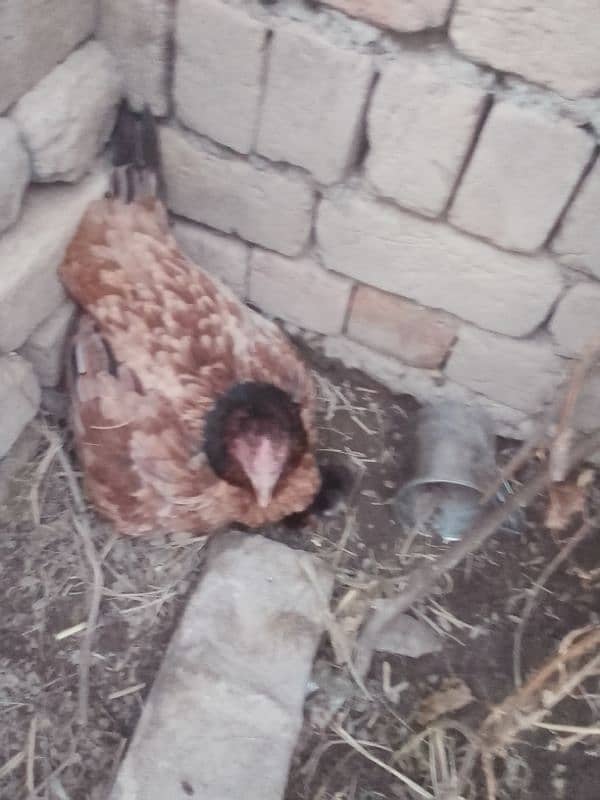 aseel hen with 3 chicks black color 25 Oct birthdate 1