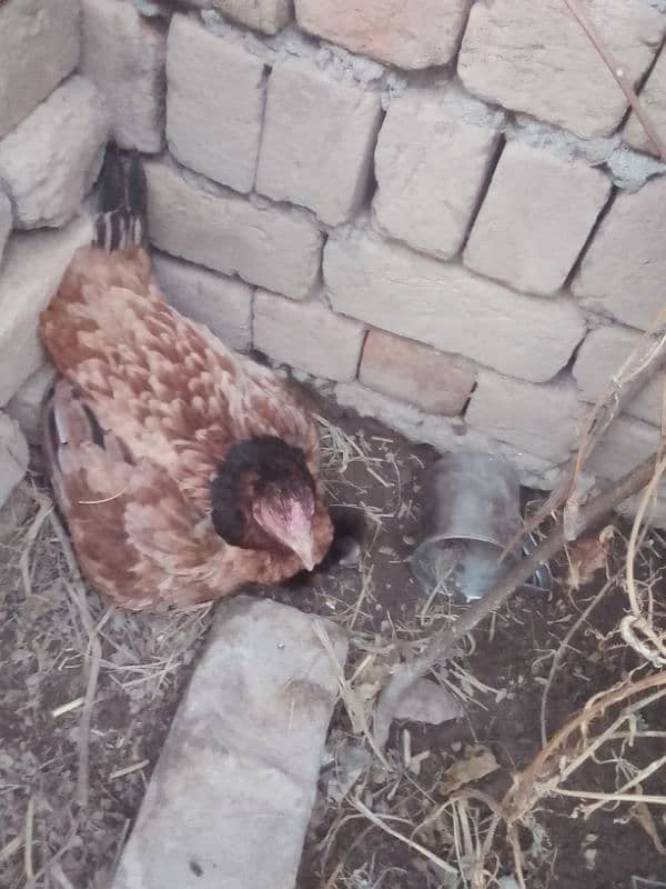 aseel hen with 3 chicks black color 25 Oct birthdate 2