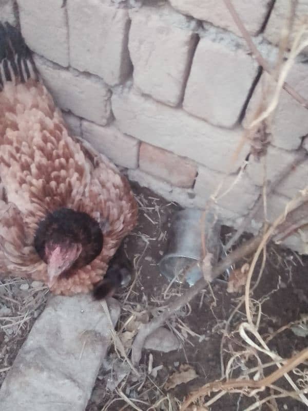 aseel hen with 3 chicks black color 25 Oct birthdate 3