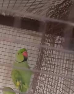 Green parrot breeder male