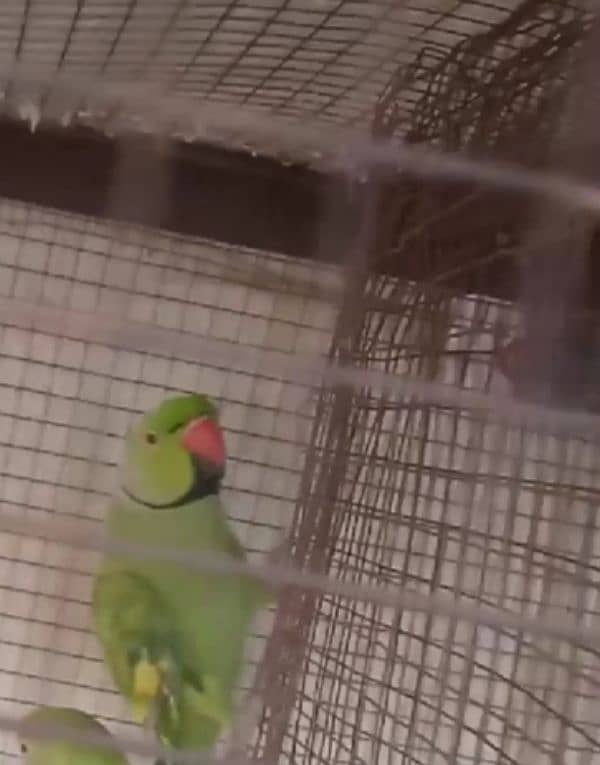 Green parrot breeder male 0