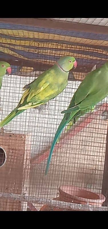 Green parrot breeder male 1