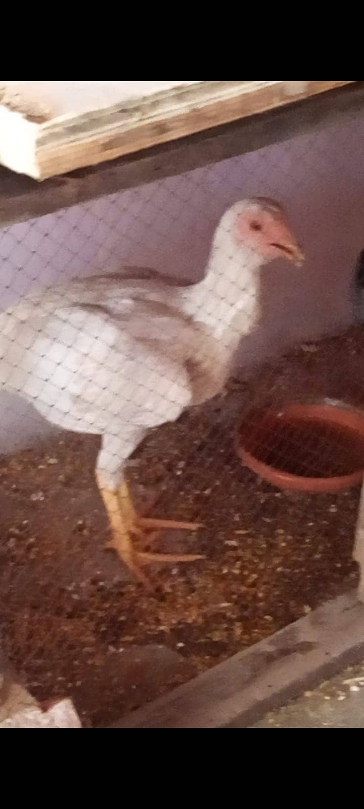 duck fot sale urgent and ( shamo aseel murgi Price 6000 ) 4