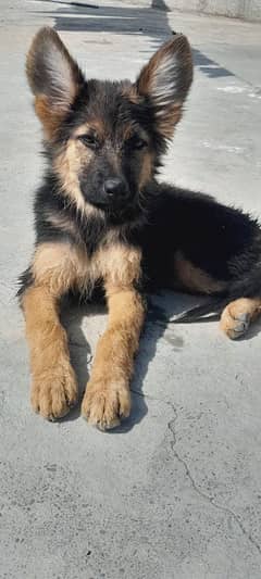 German shepherd puppies Double coat 3 Month