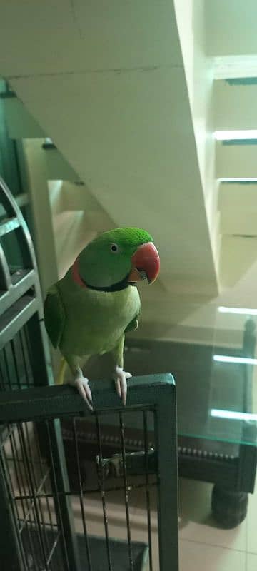 Raw parrot 1