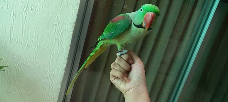 Raw parrot 6