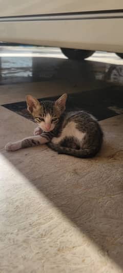 4 Kittens for adoption