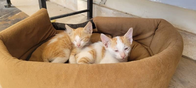 4 Kittens for adoption 2