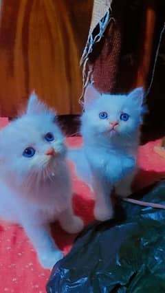 persian Keatin  blue eyes pair friendly and playful