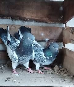 kabootar/high flyer/ pigeons pair/Breeder